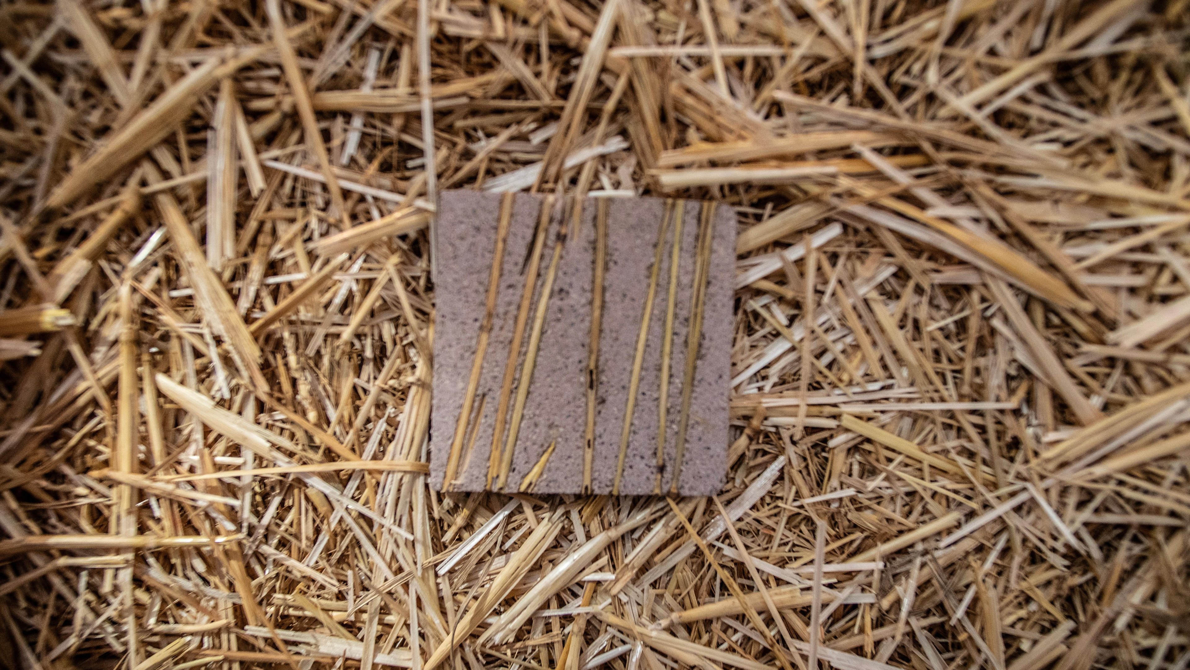 Close up shot of a customized Datecrete format on a wheat-stalk platform.
