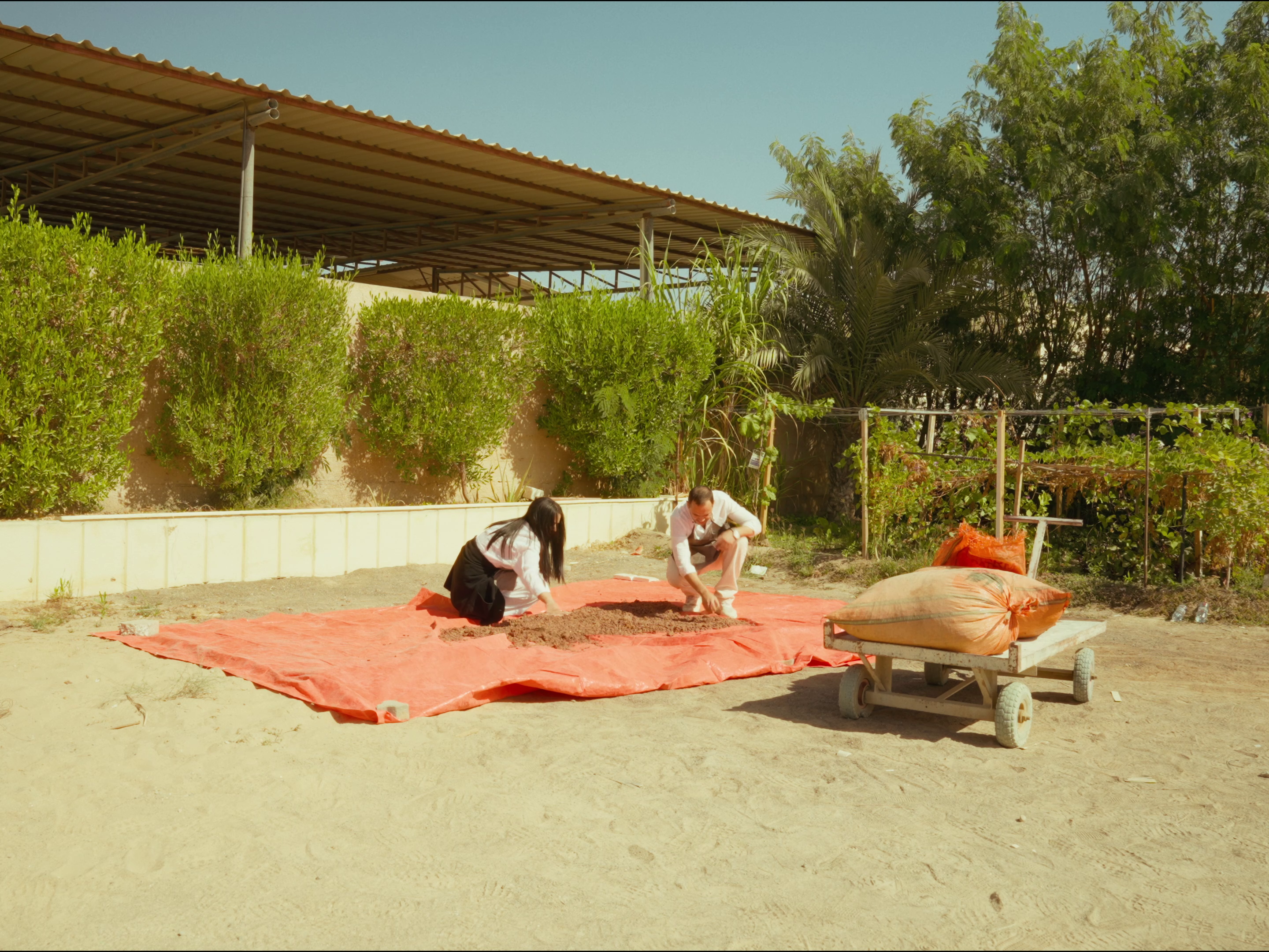 Sara and Khaled laying and sorting date seeds to air dry in the open.