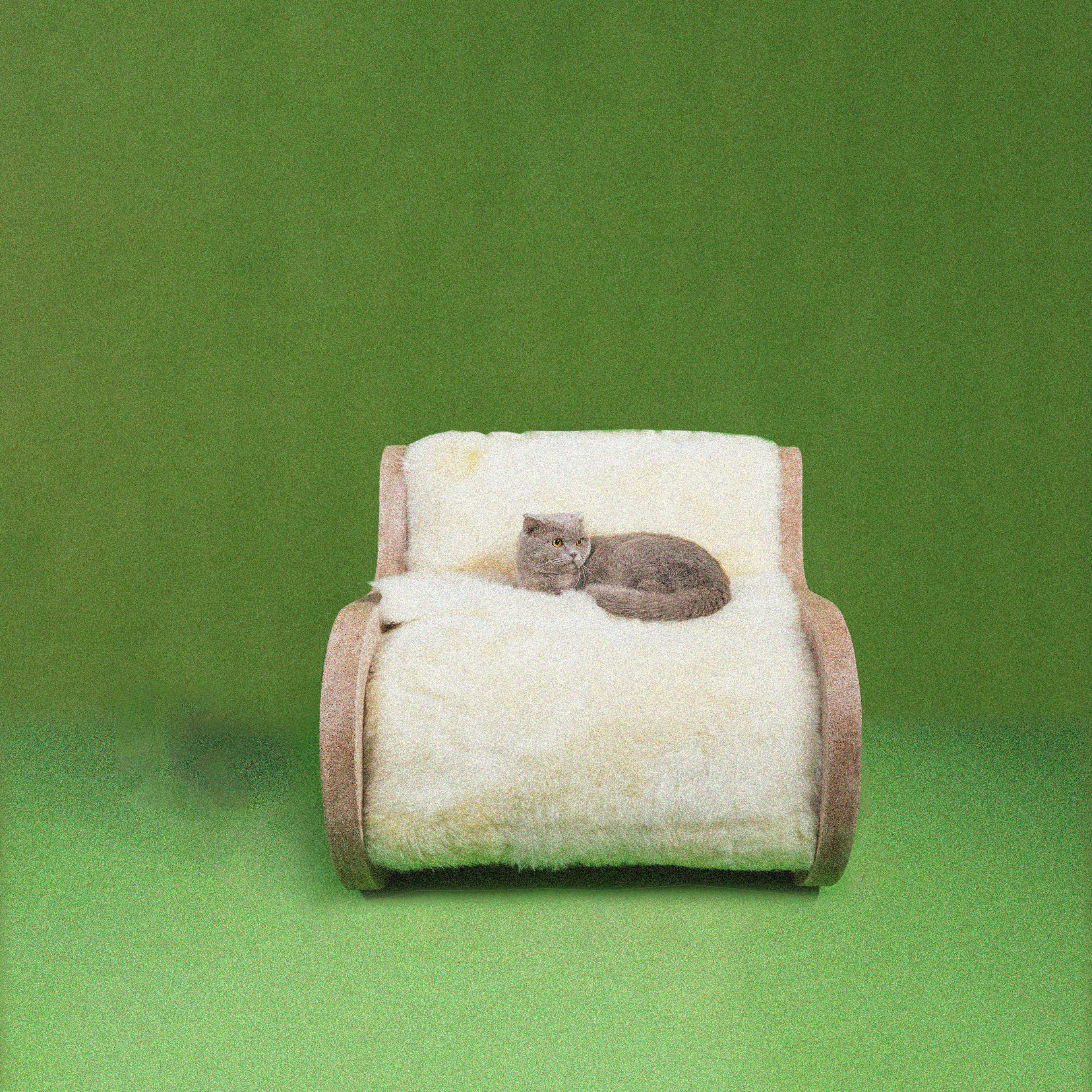 Pet gray cat relaxing on the sheep upholstery of the Datecrete Accent Chair.